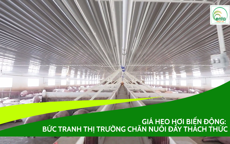 gia-heo-hoi-bien-dong