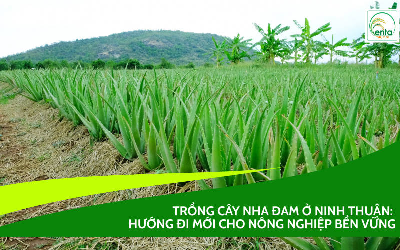 Trồng cây nha đam ở Ninh Thuận