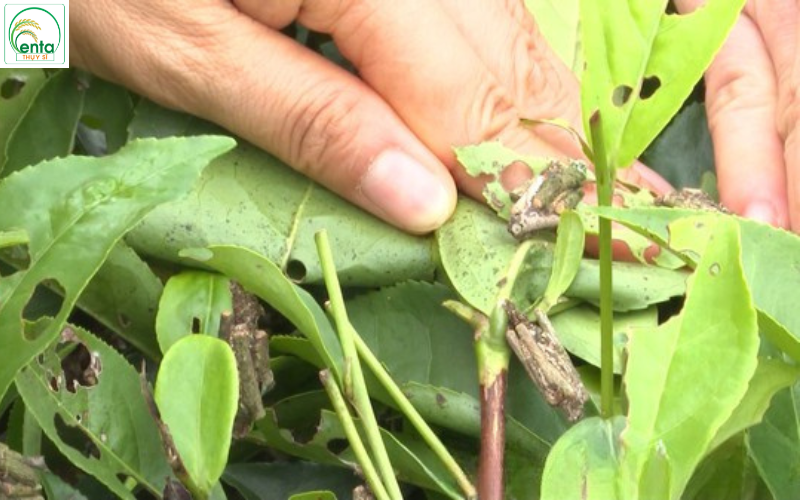 Sâu Bệnh Hại Cây Trồng Năm Nay