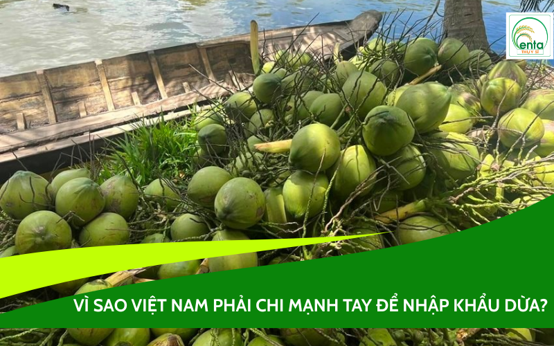 nhập khẩu dừa
