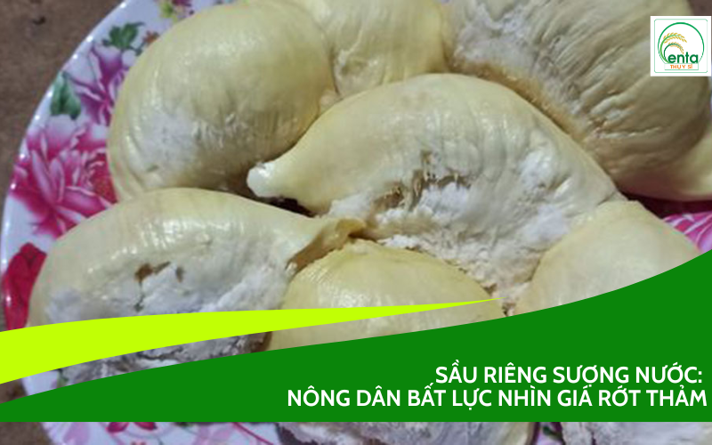 sầu riêng sượng nước