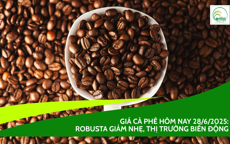 Giá cà phê Robusta