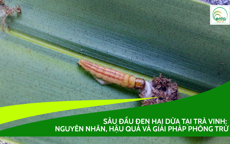 Sâu Đầu Đen Hại Dừa tại Trà Vinh