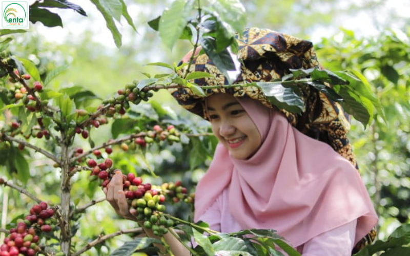 Indonesia xuất khẩu cà phê