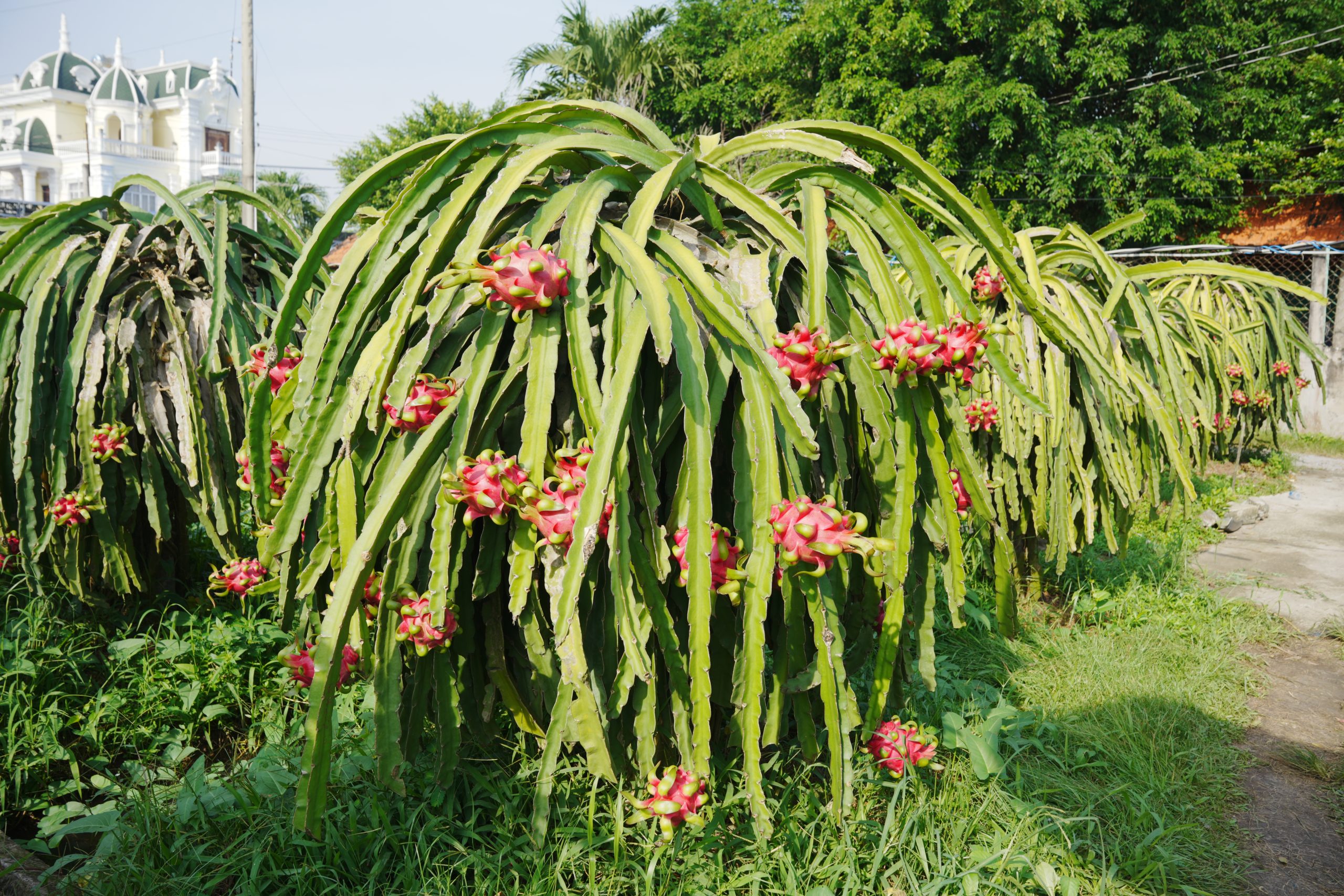 Thanh long Bình Thuận
