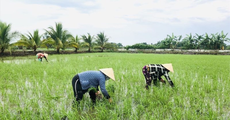 Miễn thuế đất nông nghiệp