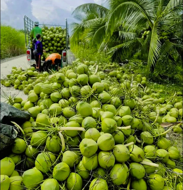 nhập khẩu dừa