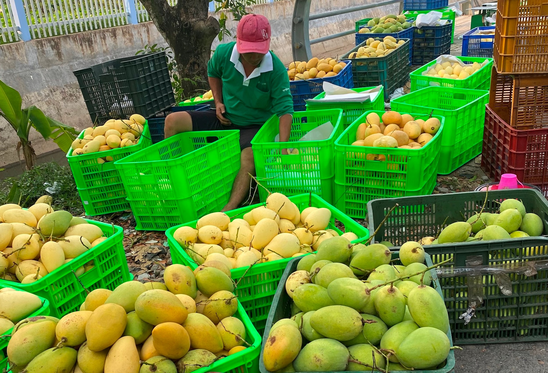 Giá Xoài Đài Loan