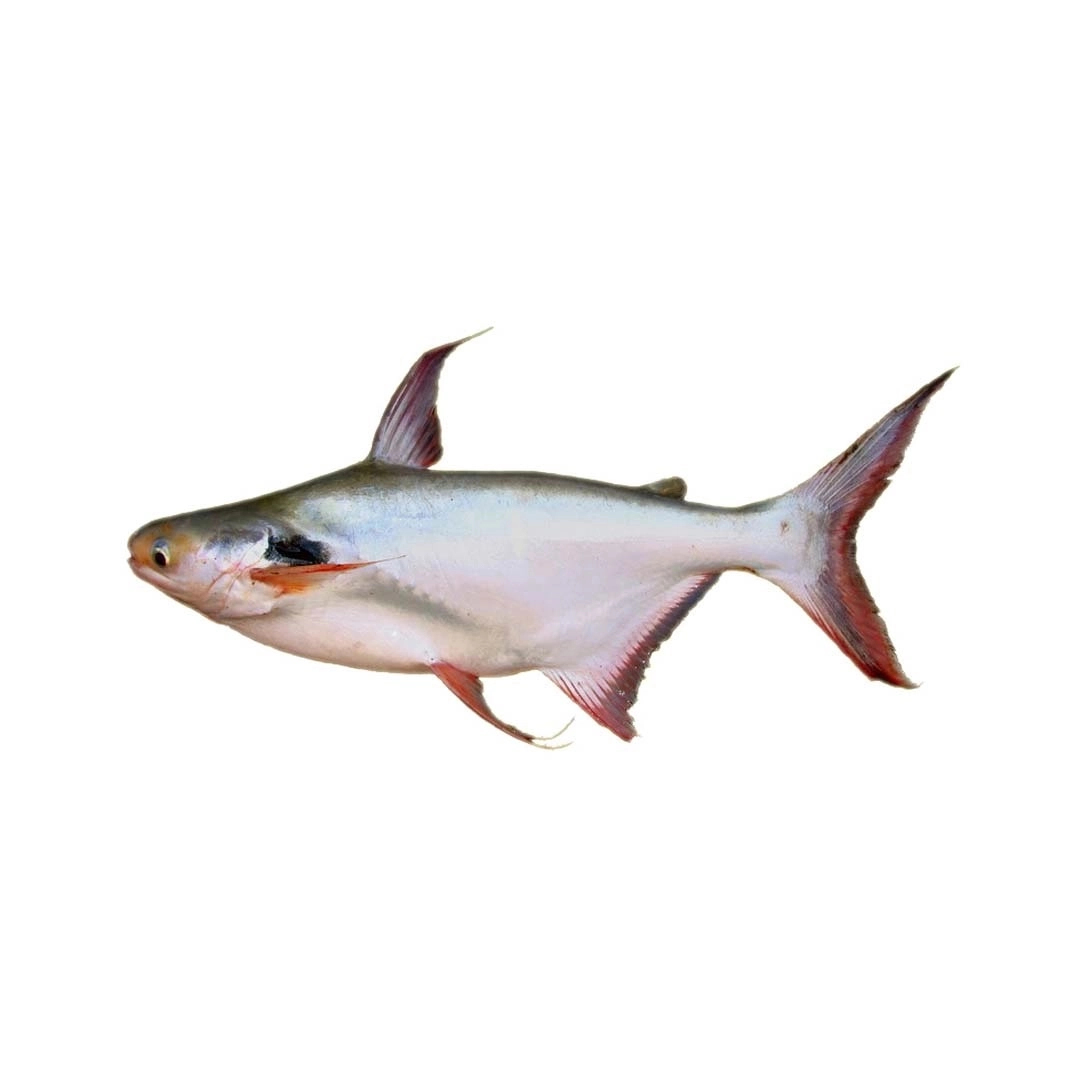 Mỹ áp thuế cá tra