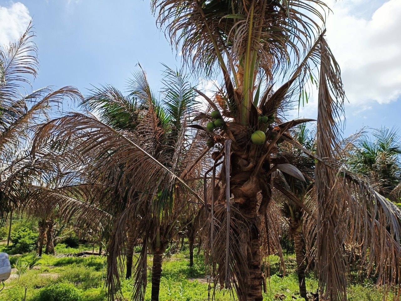 Sâu Đầu Đen Hại Dừa tại Trà Vinh