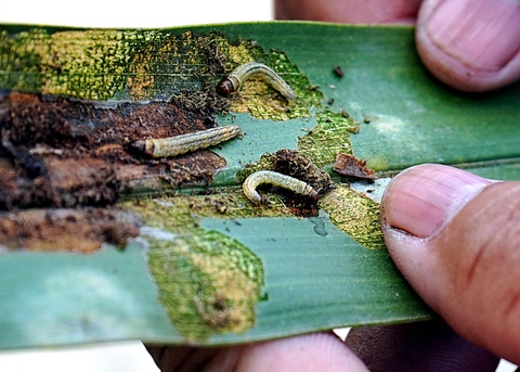 Sâu Đầu Đen Hại Dừa tại Trà Vinh