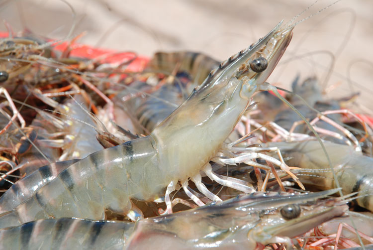 Tôm Việt Nam chịu thuế