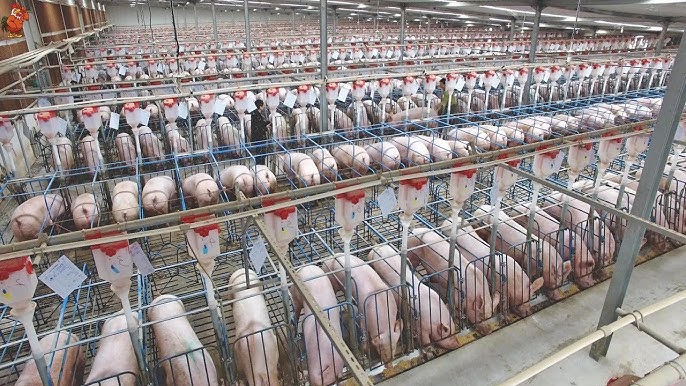 gia-heo-hoi-bien-dong