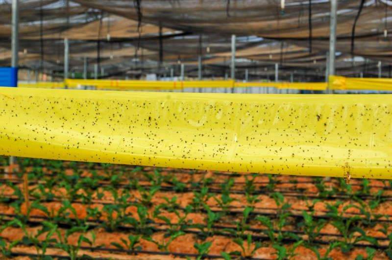  phòng bọ trĩ cho hoa cúc