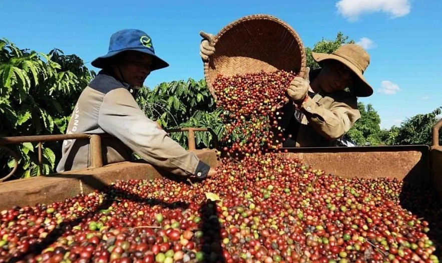 Giá cà phê Đăk Lăk