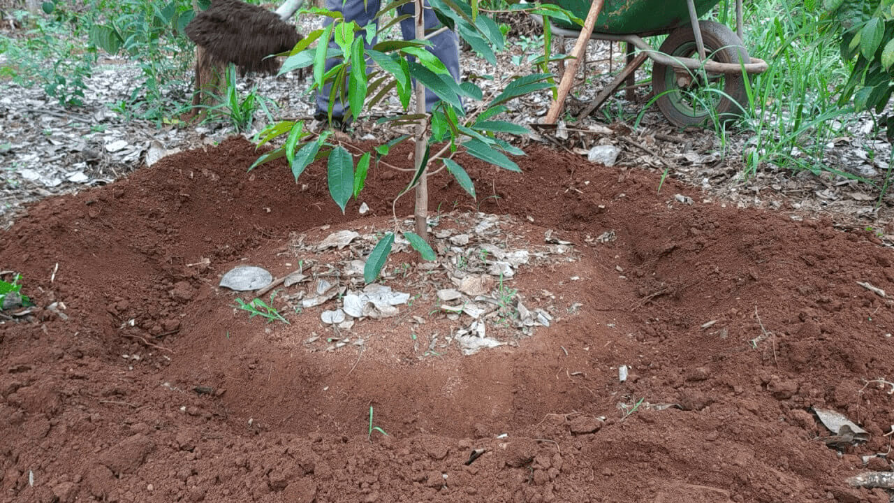 sầu riêng sượng nước