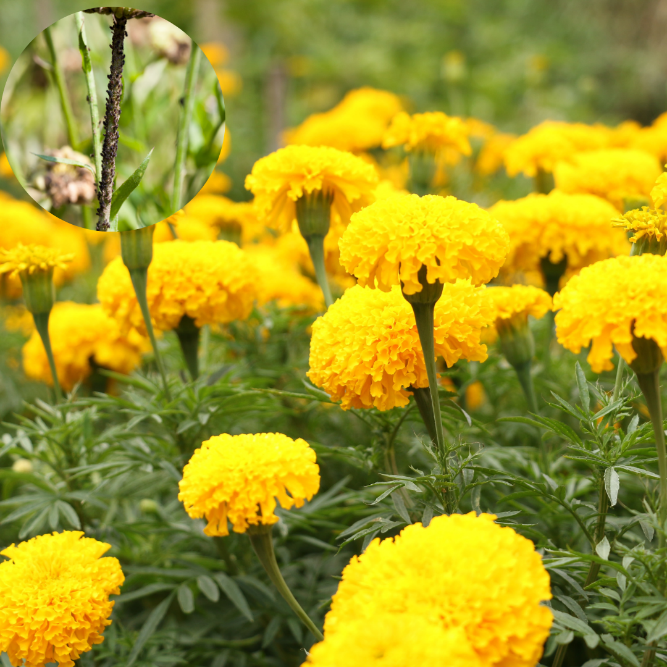  phòng bọ trĩ cho hoa cúc