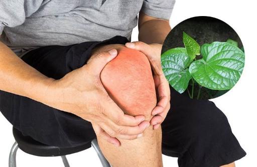 Lá lốt có lợi gì cho sức khỏe