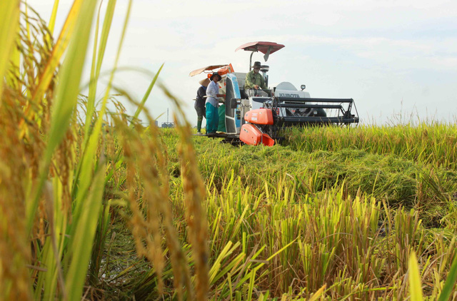 Giá lúa tại Đồng bằng sông Cửu Long