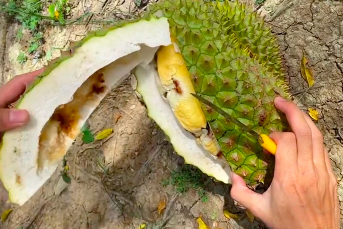 sầu riêng sượng nước