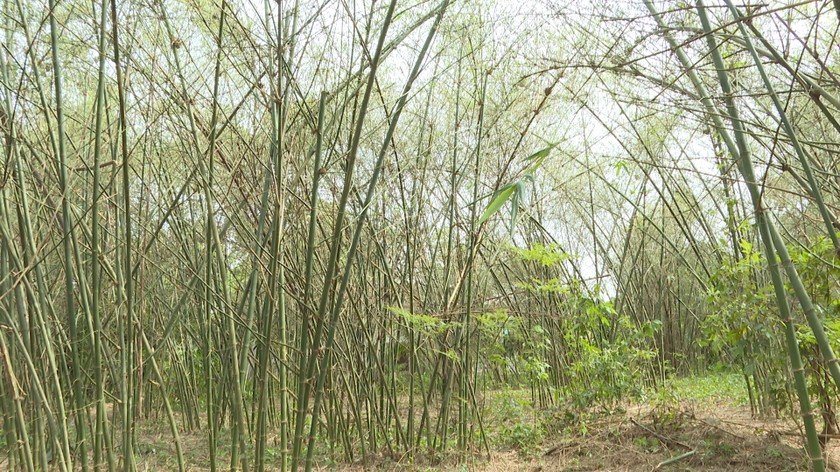 châu chấu phá hại rừng luồng