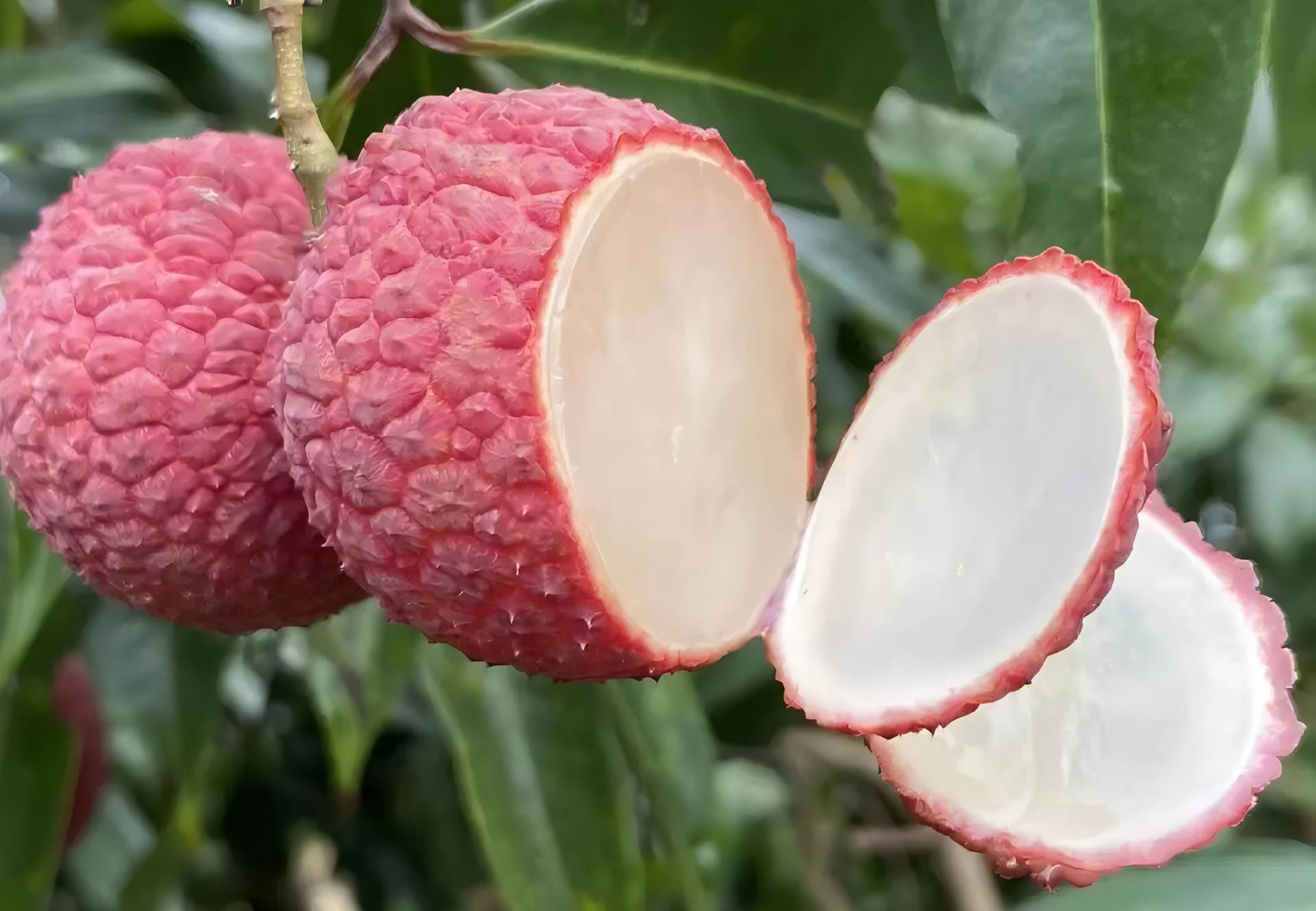 Vải Trung Quốc ở Việt Nam