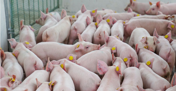 gia-heo-hoi-bien-dong