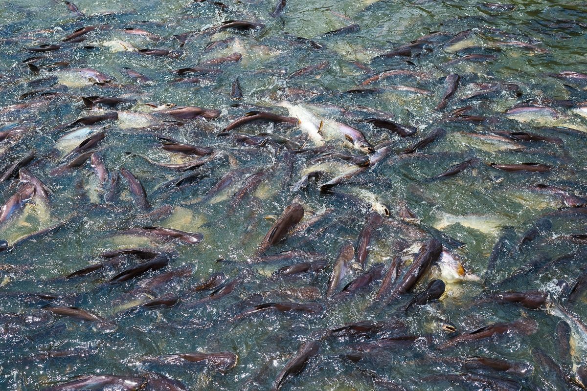 Mỹ áp thuế cá tra