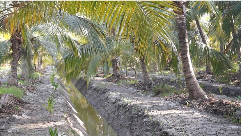nhập khẩu dừa