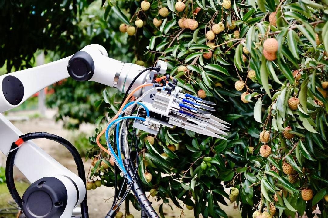 Áp dụng công nghệ trồng vải Trung Quốc