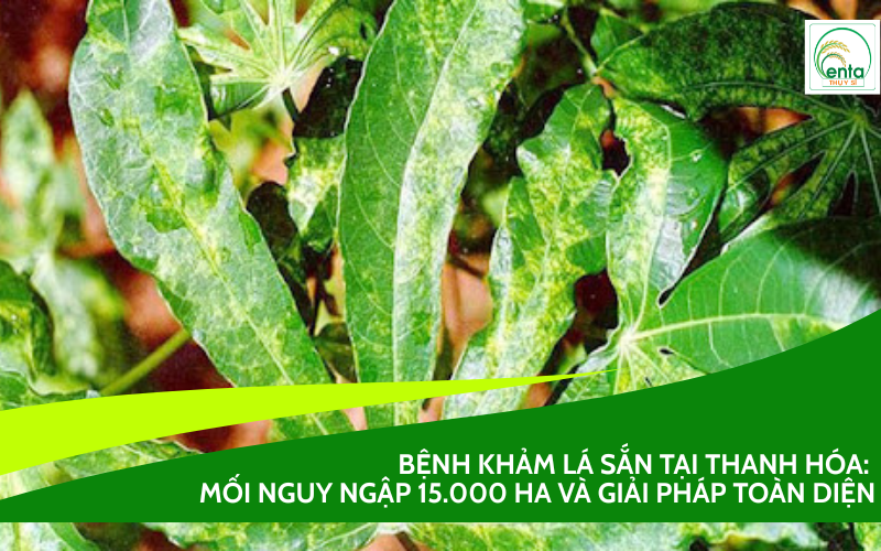 Bệnh khảm lá sắn tại Thanh Hóa