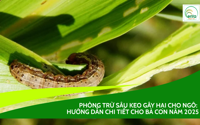 Sâu keo gây hại cho ngô