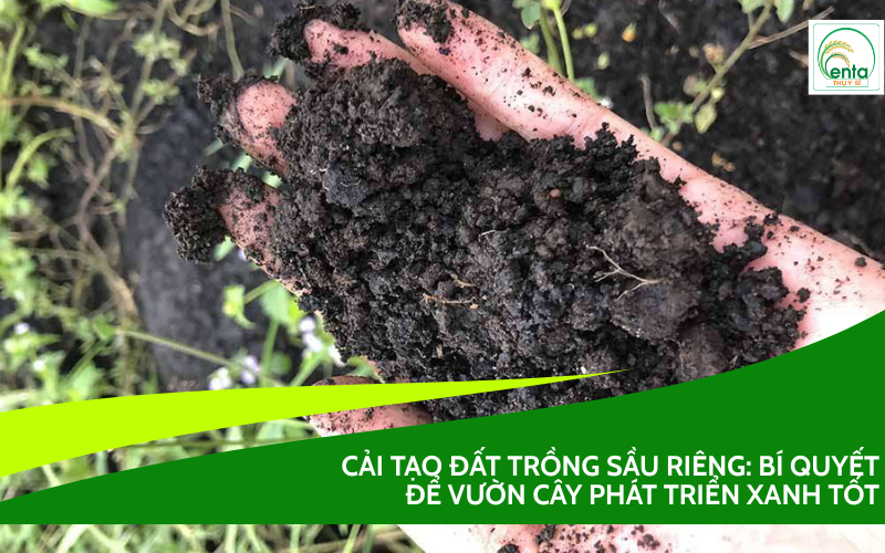 Cải tạo đất trồng sầu riêng