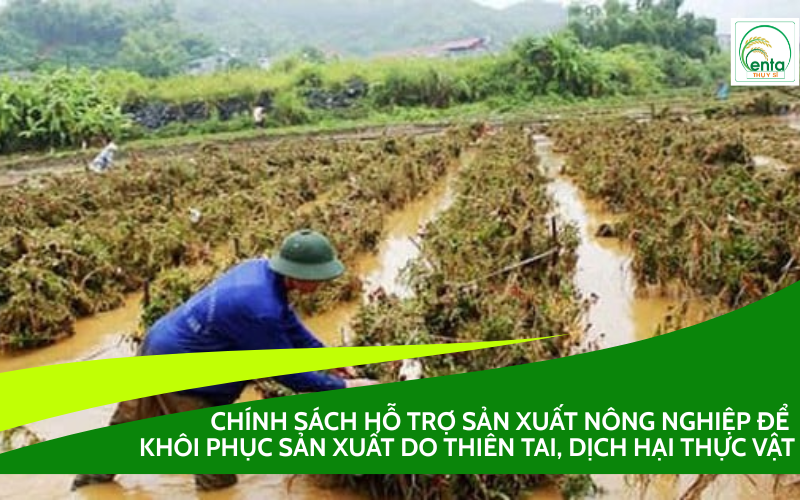 hỗ trợ sản xuất nông nghiệp để khôi phục sản xuất do thiên tai, dịch hại thực vật