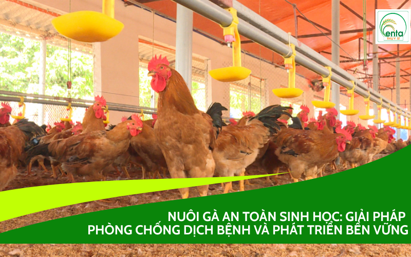 nuôi gà an toàn sinh học