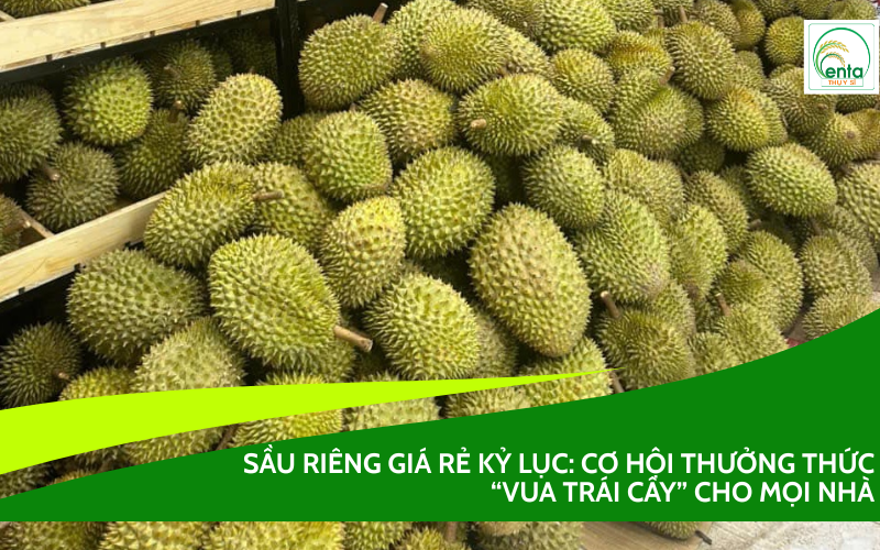 Sầu riêng giá rẻ