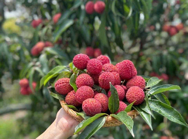 Áp dụng công nghệ trồng vải Trung Quốc