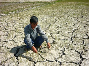 hỗ trợ sản xuất nông nghiệp để khôi phục sản xuất do thiên tai, dịch hại thực vật