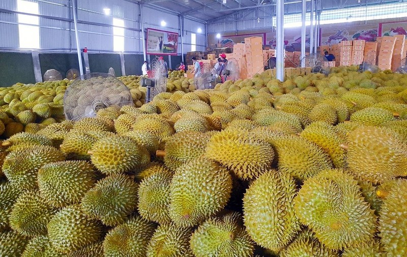 Nhập khẩu sầu riêng