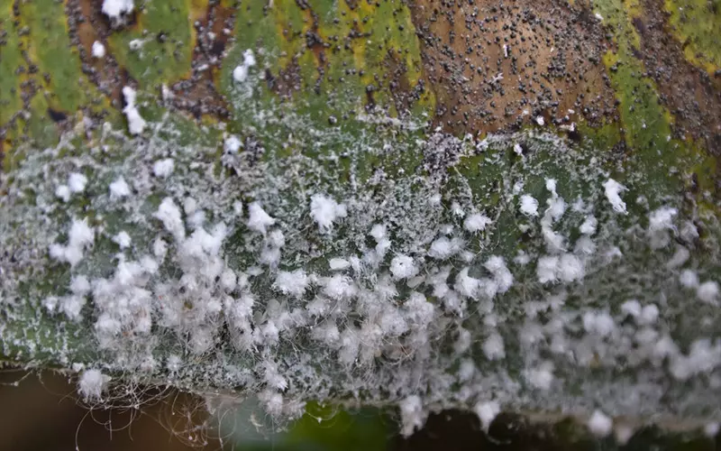 Bệnh khảm lá sắn tại Thanh Hóa