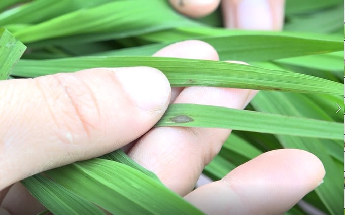 Hoạt chất Tricyclazole