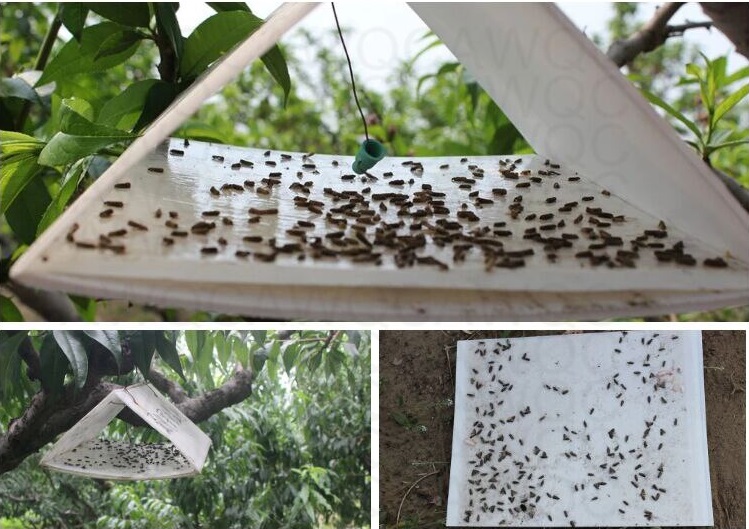 Sâu keo gây hại cho ngô