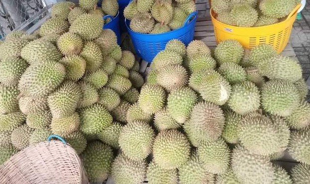 Nhập khẩu sầu riêng