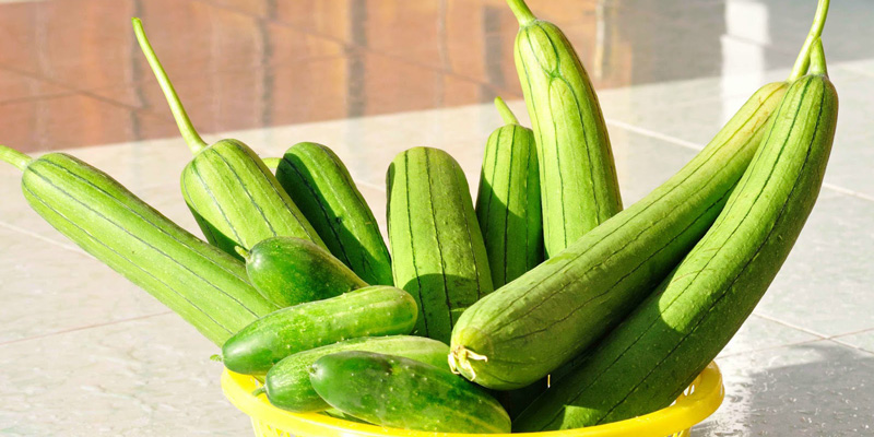 trồng rau gì mùa mưa miền Nam