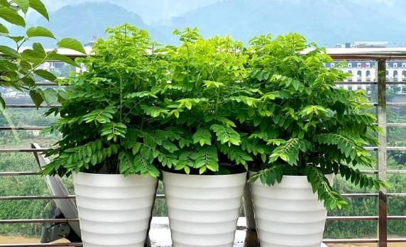 trồng rau gì mùa mưa miền Nam