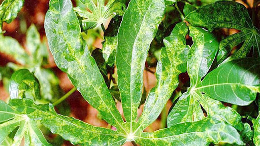 Bệnh khảm lá sắn tại Thanh Hóa