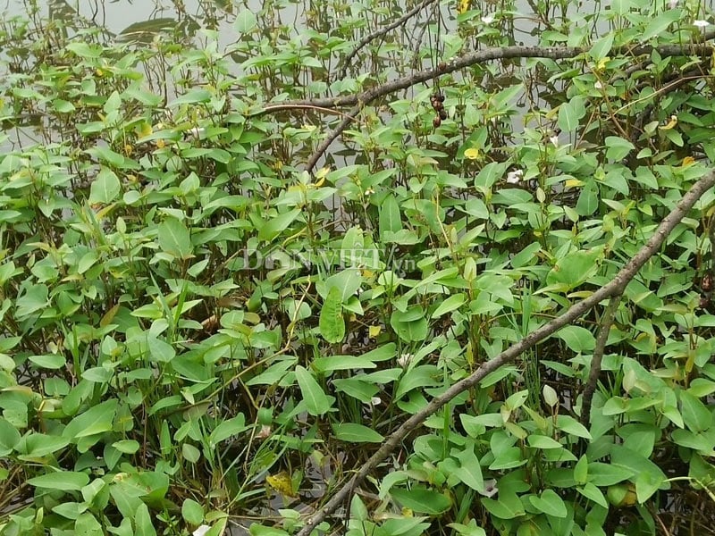 Glufosinate ammonium