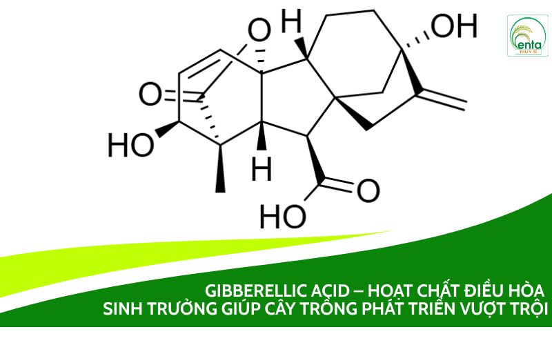 Gibberellic acid