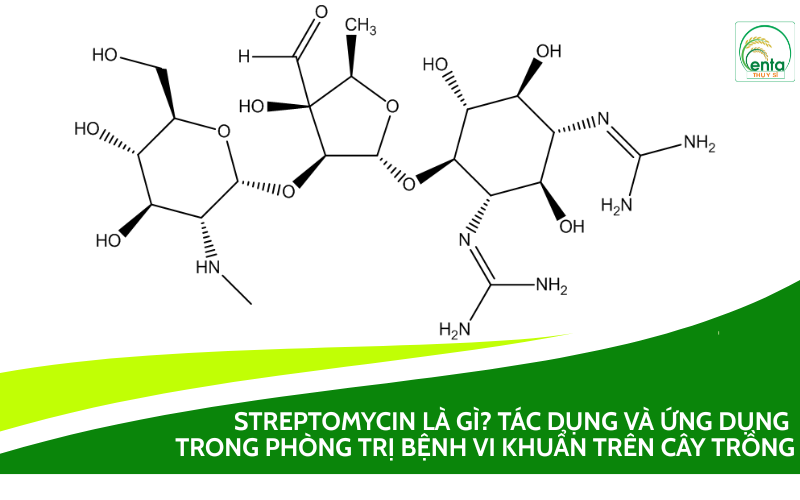 Streptomycin