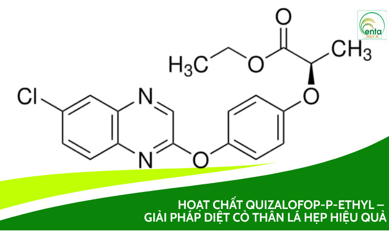 Quizalofop-P-ethyl